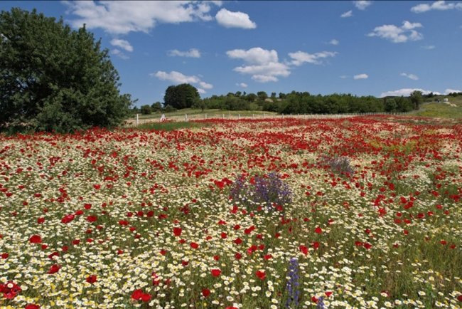 Kastamonu'da rengarenk çiçeklerin süslediği araziler ilgi görüyor