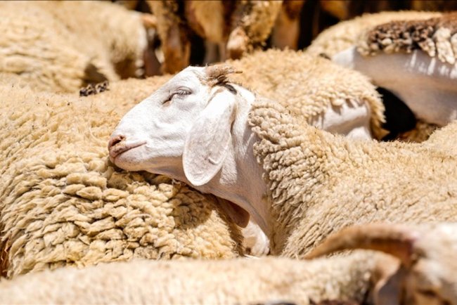 Bayramda 3 milyon 330 bin hayvan kurban edildi