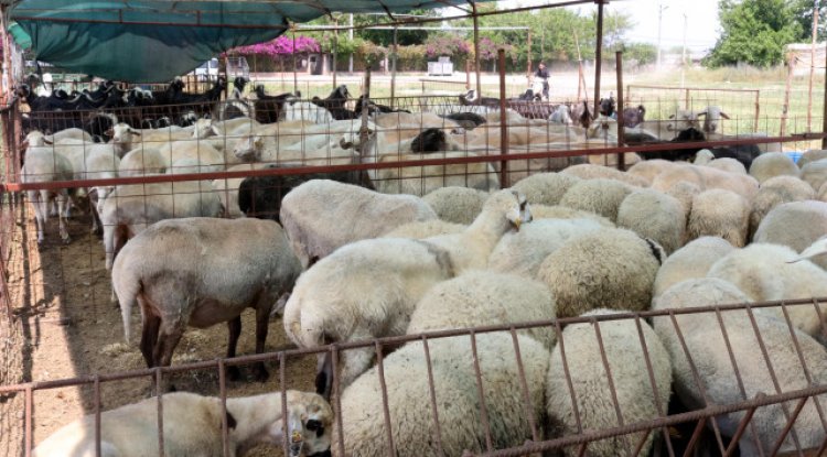 Kurban hissesi nasıl olmalı? Kurbanı kimler kesebilir? İşte kurban ibadetinde doğru bilinen yanlışlar