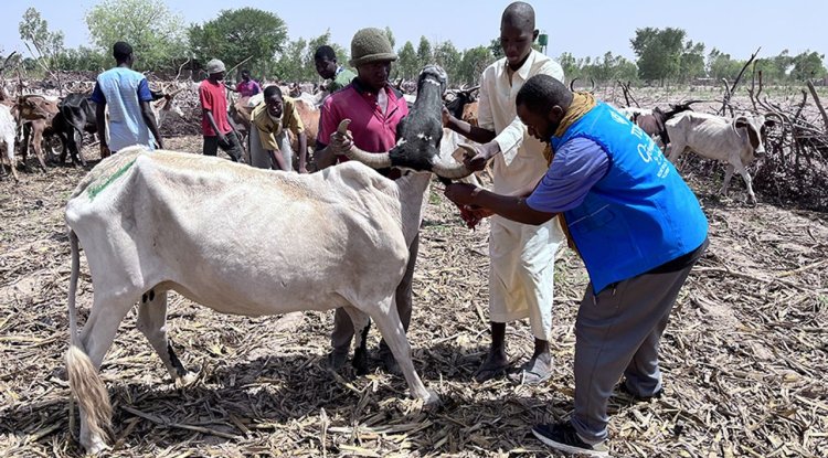 Türkiye Diyanet Vakfı, Mali'de 41 bin hisse kurban eti dağıtacak