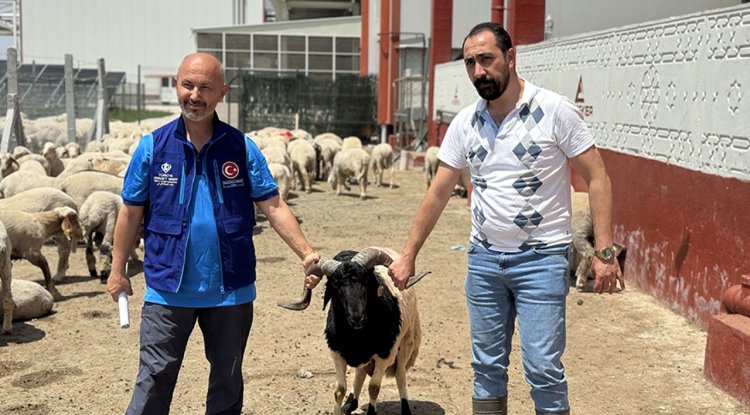 Türkiye Diyanet Vakfı, Konya'da 4 bin 25 kurban hissesinin etini ihtiyaç sahiplerine ulaştıracak