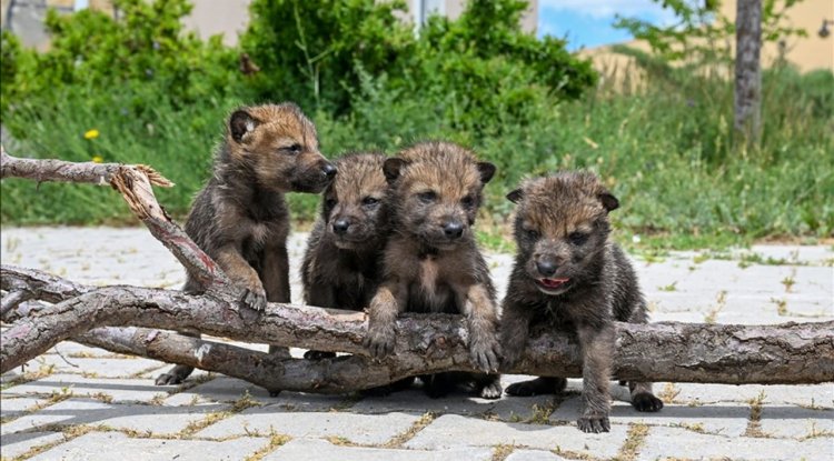 Bitkin halde bulunan 4 kurt yavrusu Van'da koruma altına alındı