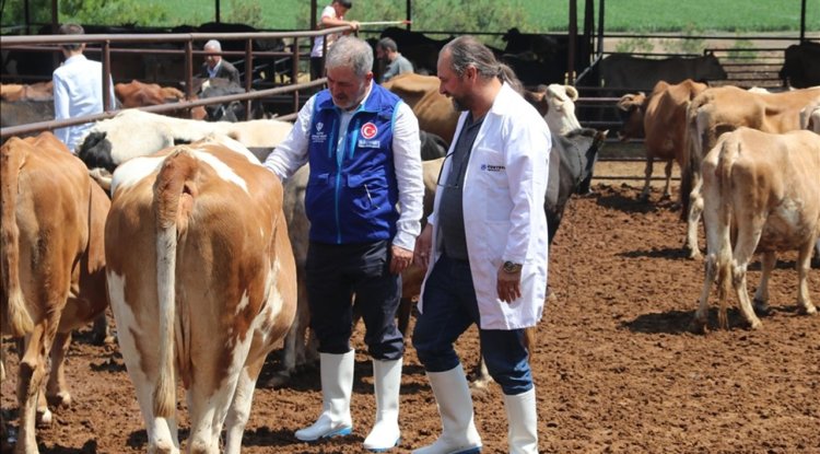 TDV, Diyarbakır'da 4 bin 25 kurban hissesinin etini ihtiyaç sahiplerine ulaştıracak