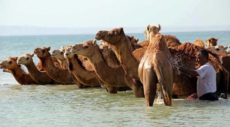 İran'da "develeri yıkama" geleneği asırlardır sürüyor