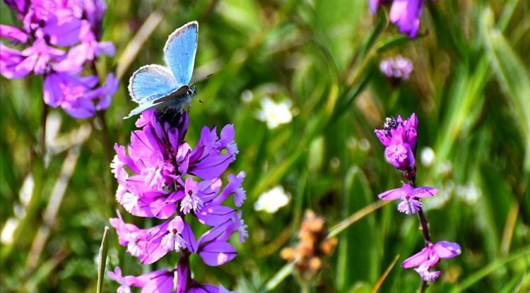 Kars'ın yüksek kesimleri rengarenk çiçeklerle kaplandı