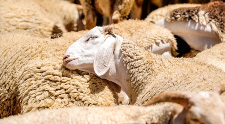 Bayramda 3 milyon 330 bin hayvan kurban edildi