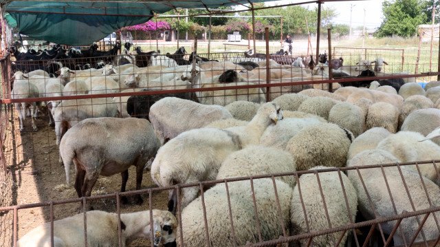 Kurban hissesi nasıl olmalı? Kurbanı kimler kesebilir? İşte kurban ibadetinde doğru bilinen yanlışlar