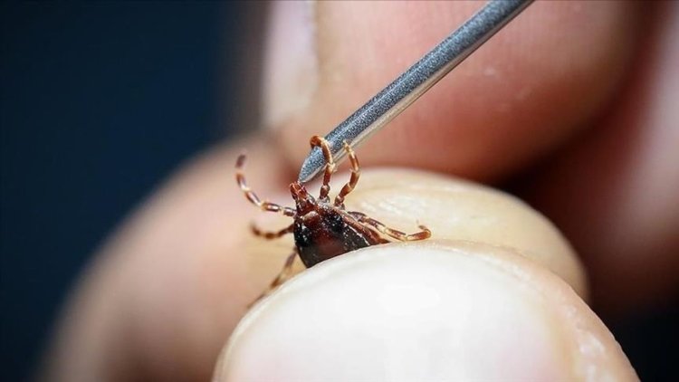 Sağlık Bakanlığı'ndan Kırım Kongo Kanamalı Ateşi hastalığına ilişkin açıklama