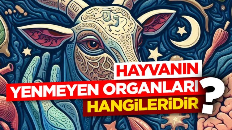 Hayvanın yenmeyen organları hangileridir?