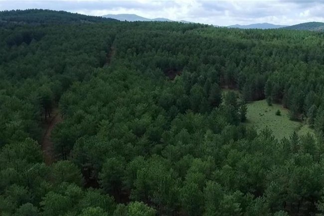 Türkiye'nin orman varlığı yarım asırda 3,2 milyon hektar büyüdü