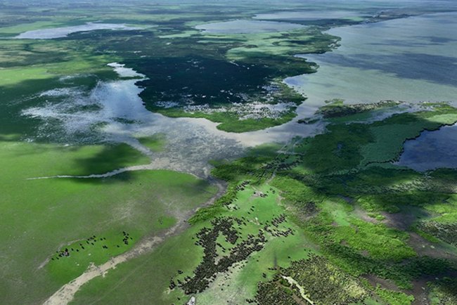 Kızılırmak Deltası Kuş Cenneti'ne yeşilin en güzel tonları hakim