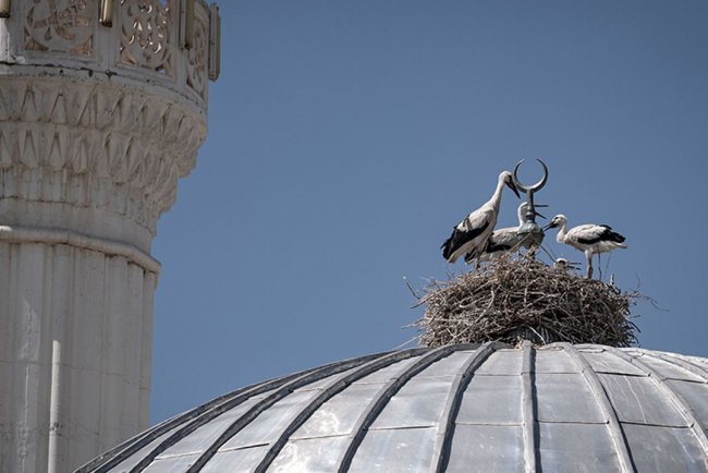 Cami tepesinde hilalin yanında yuva yapan leylek ailesi mahallenin neşesi oldu
