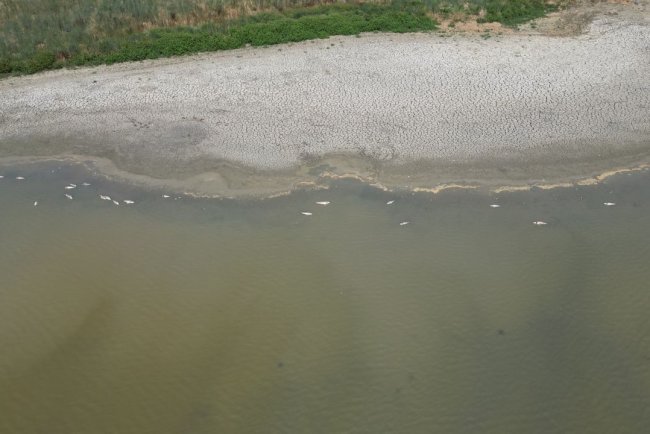 Tekirdağ'da su seviyesi düşen gölette oksijensiz kalan balıklar telef oldu