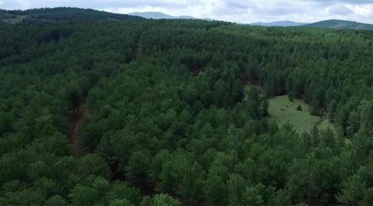 Türkiye'nin orman varlığı yarım asırda 3,2 milyon hektar büyüdü