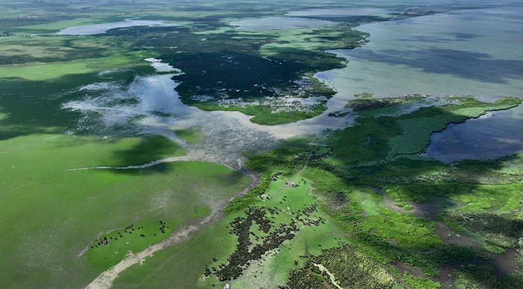 Kızılırmak Deltası Kuş Cenneti'ne yeşilin en güzel tonları hakim