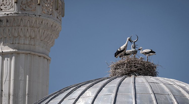 Cami tepesinde hilalin yanında yuva yapan leylek ailesi mahallenin neşesi oldu