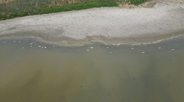 Tekirdağ'da su seviyesi düşen gölette oksijensiz kalan balıklar telef oldu