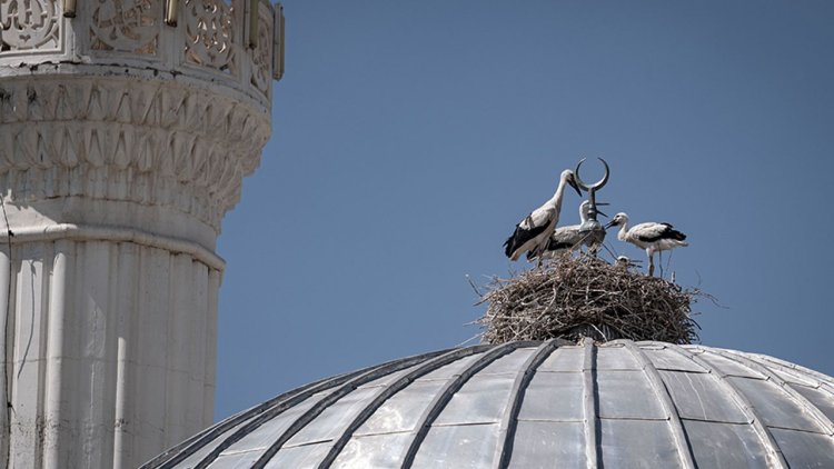 Cami tepesinde hilalin yanında yuva yapan leylek ailesi mahallenin neşesi oldu
