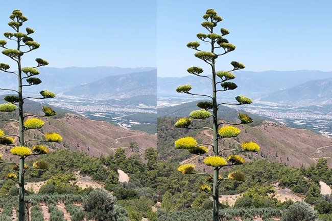 Antalya'da 30 yıl önce dikilen sabır çiçeği açtı