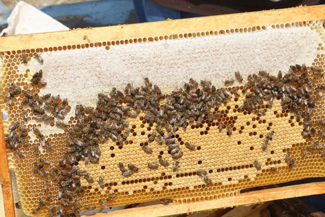 Erzincan'da üretilen geven balının hasadı başladı