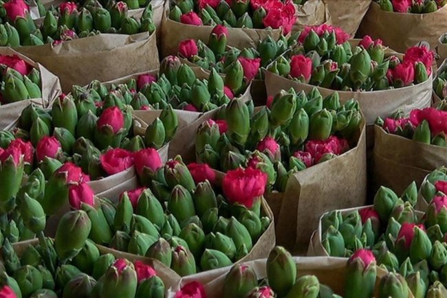 Isparta'da üretilen karanfiller Avrupa'ya ihraç ediliyor