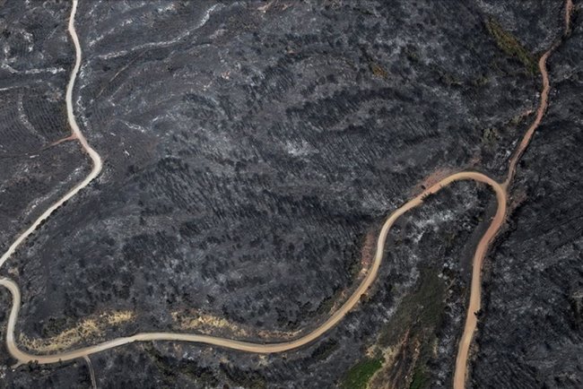 Orman mühendislerinden yanan alanlara ilişkin "ekolojik denge" uyarısı