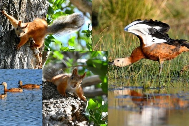 Sarıkamış'ın doğası yaban hayvanlarıyla renklendi