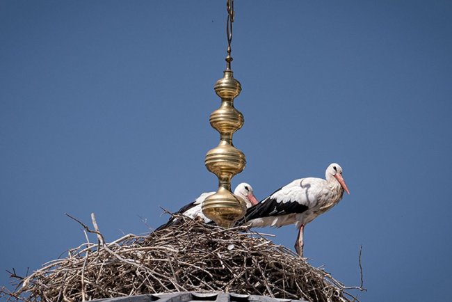 Leylekler "alem"in altını mesken tuttu