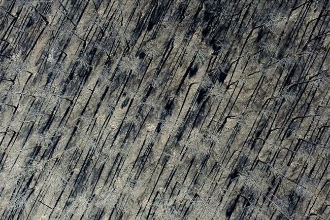 İspanya'da devam eden orman yangınlarında 407 bin hektardan fazla alan kül oldu