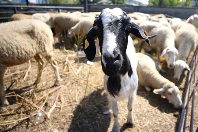 Şap hastalığına yönelik yüksek aşılama oranına ulaşılan 24 ilde hayvan pazarları tekrar açıldı