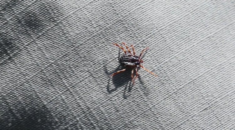 Akademisyenler kenelerin hastalık bulaştırma yüzdelerini araştırıyor