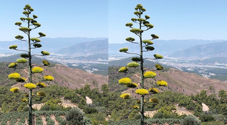 Antalya'da 30 yıl önce dikilen sabır çiçeği açtı