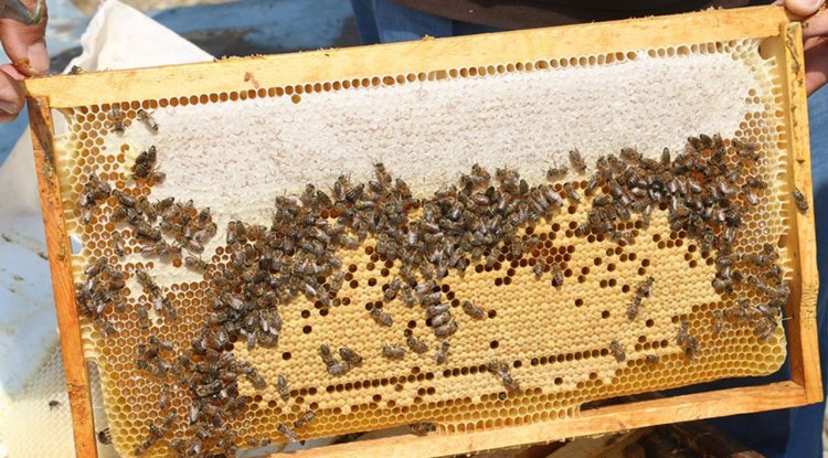 Erzincan'da üretilen geven balının hasadı başladı