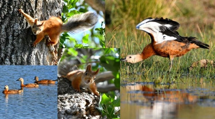 Sarıkamış'ın doğası yaban hayvanlarıyla renklendi