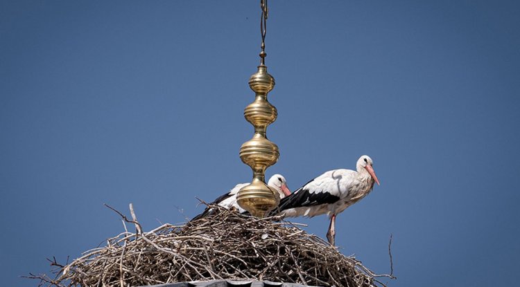 Leylekler "alem"in altını mesken tuttu