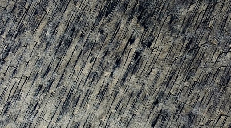 İspanya'da devam eden orman yangınlarında 407 bin hektardan fazla alan kül oldu