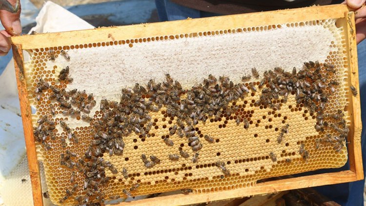 Erzincan'da üretilen geven balının hasadı başladı