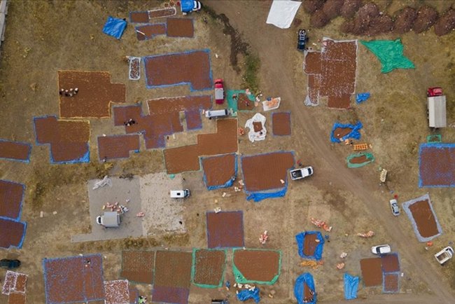 Giresunlu fındık üreticileri kurutma için Şebinkarahisar'ı tercih ediyor