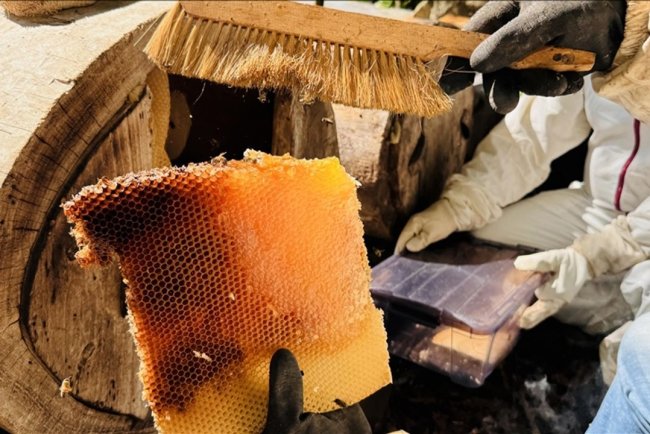 Coğrafi işaret tescilli Ayder balında hasat mesaisi