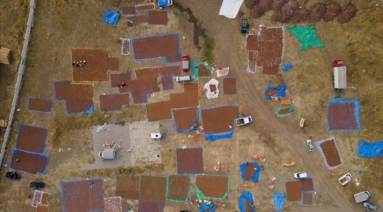 Giresunlu fındık üreticileri kurutma için Şebinkarahisar'ı tercih ediyor