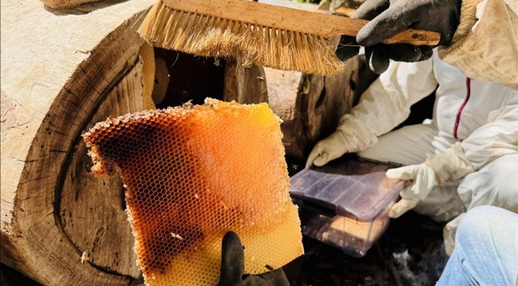 Coğrafi işaret tescilli Ayder balında hasat mesaisi