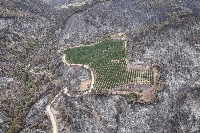 Bu yıl çıkan 6 bin 800 orman yangınında toplam 80 bin hektar alan yandı