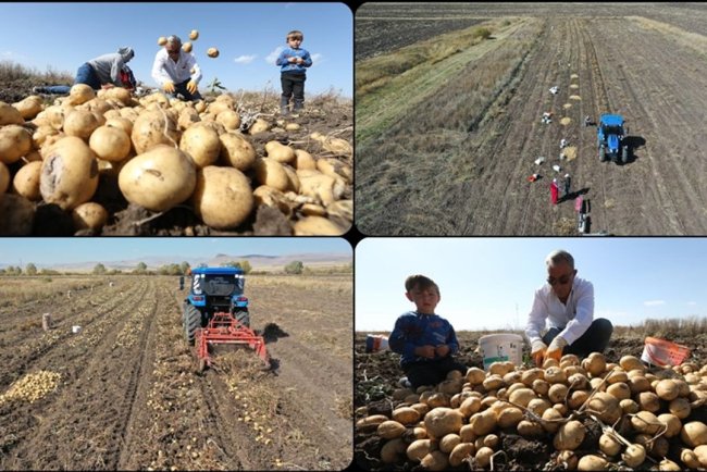 Kars'ta hava erken soğuduğu için toprak donmadan patatesler el birliğiyle hasat ediliyor