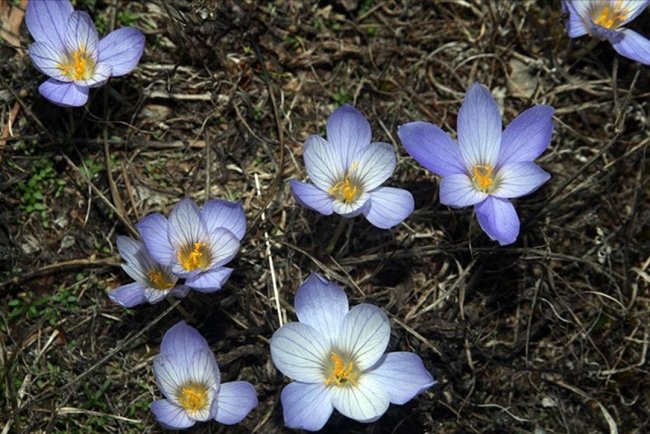 Yayladan dönüşün habercisi "vargit" çiçekleri Ilgaz Dağı'nı süsledi