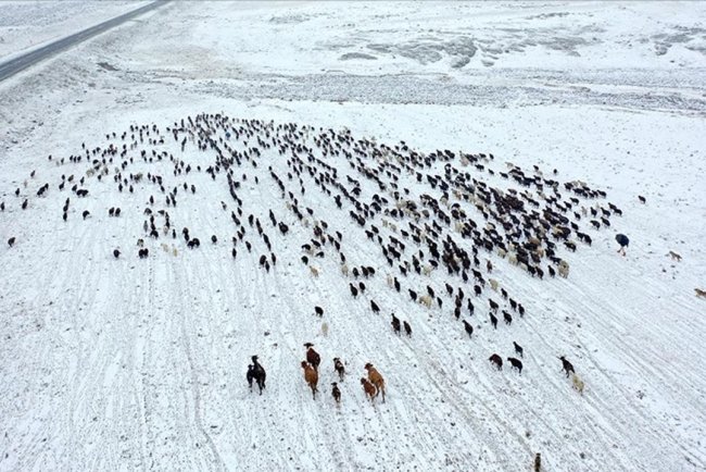 Kars'ta yayladan dönen göçerler kar yağışına yakalandı