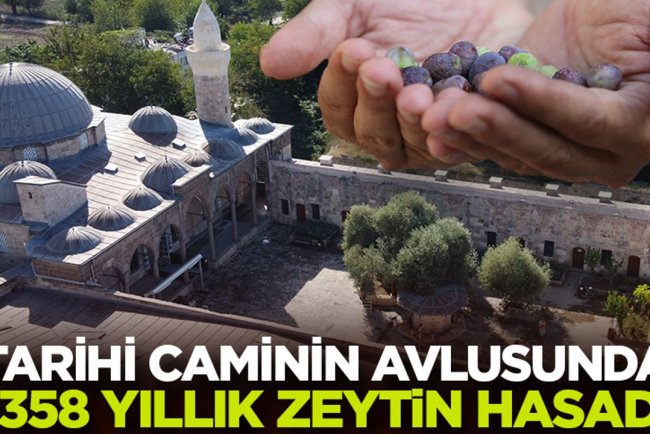 Tarihi caminin avlusundaki 1358 yaşındaki zeytin ağacında hasat zamanı