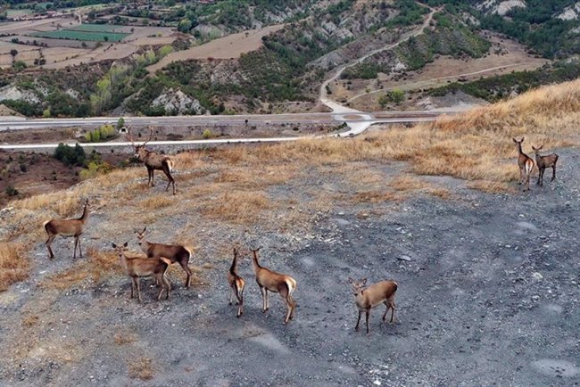 Kastamonu'da sürü halinde gezen kızıl geyikler doğal ortamında görüntülendi