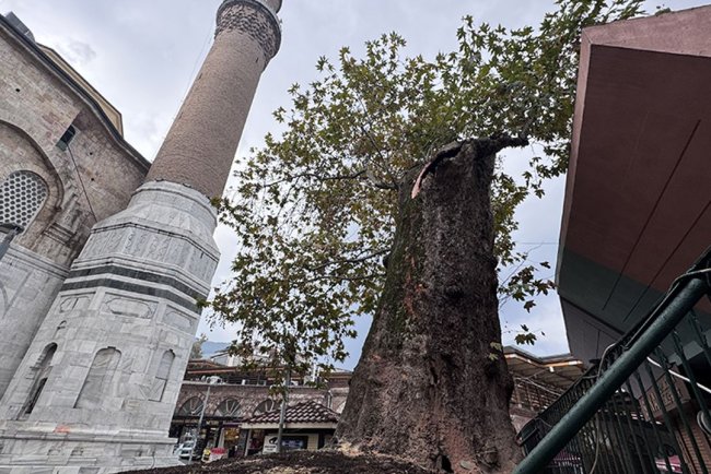 Bursa Ulu Camii'ndeki tarihi çınarın dalı kırıldı