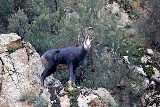 Gümüşhane'de çengel boynuzlu dağ keçileri görüntülendi