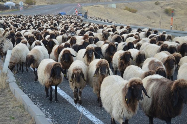 Göçerlerin yaylalardan dönüş yolculuğu sürüyor